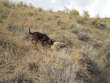 Coyote hunting